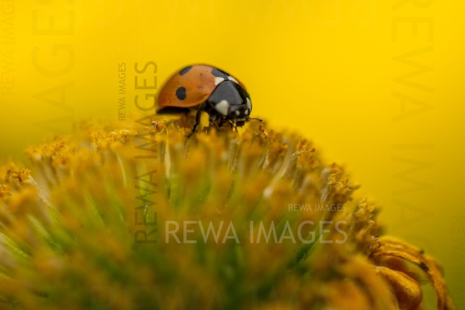 Magic of Macro Photography