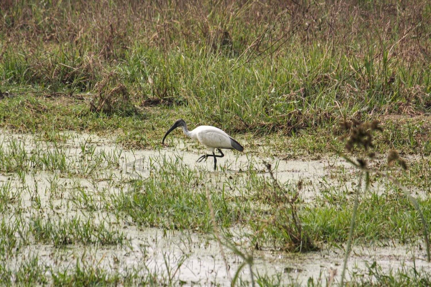Oriental white ibis or Indian white ibis at Bharatpur