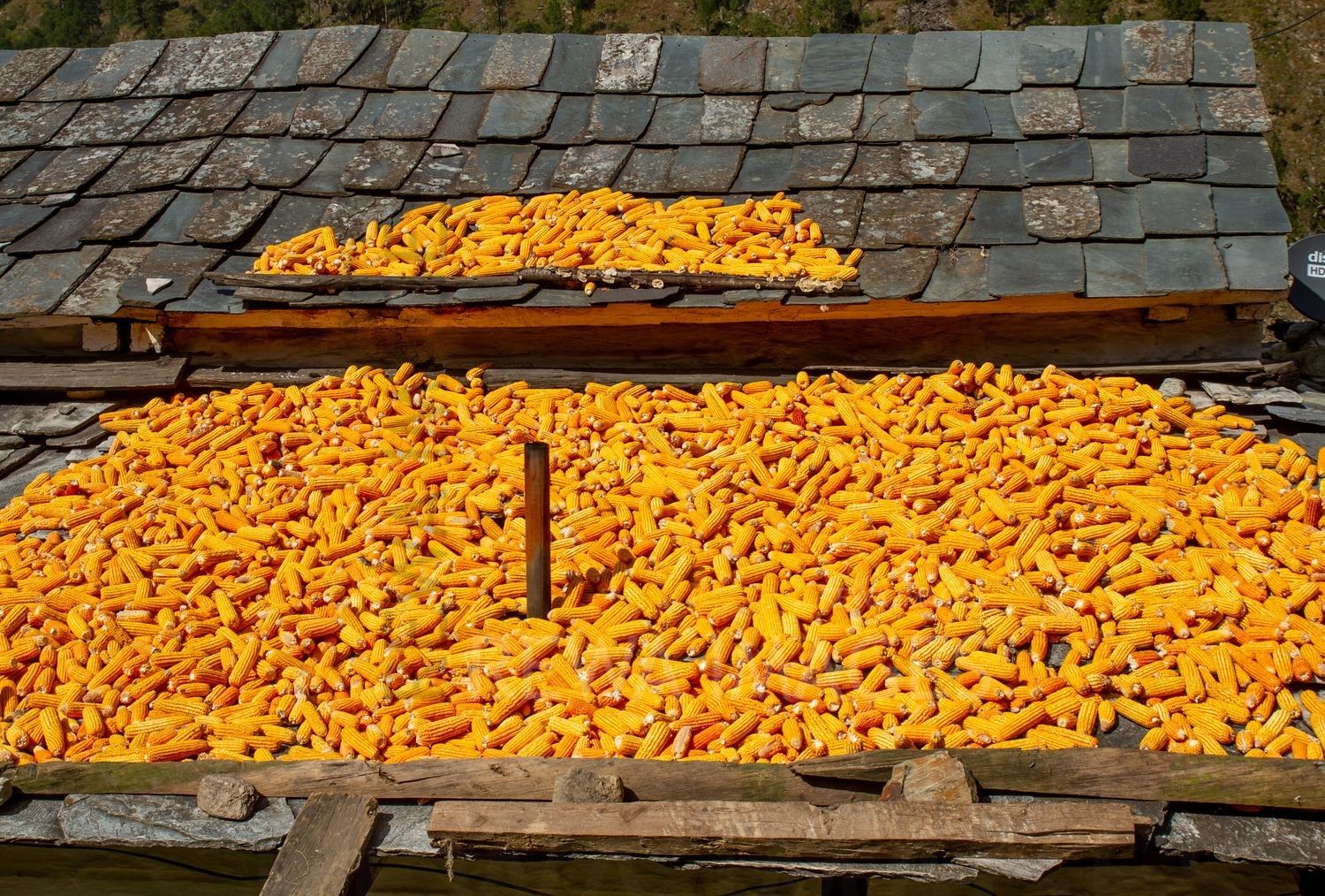 Corns for drying