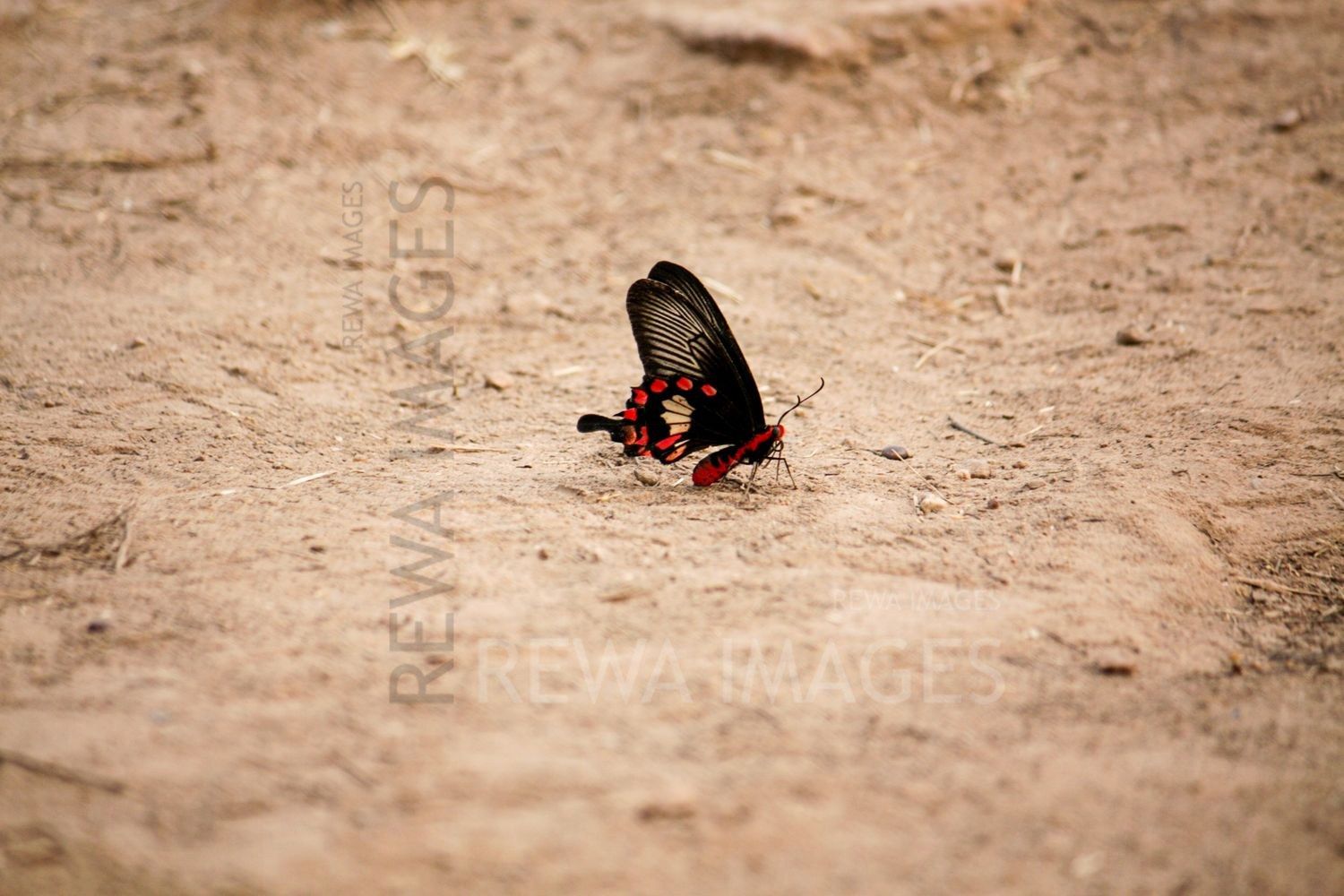 Pachliopta aristolochiae, the common rose at Bharatpur
