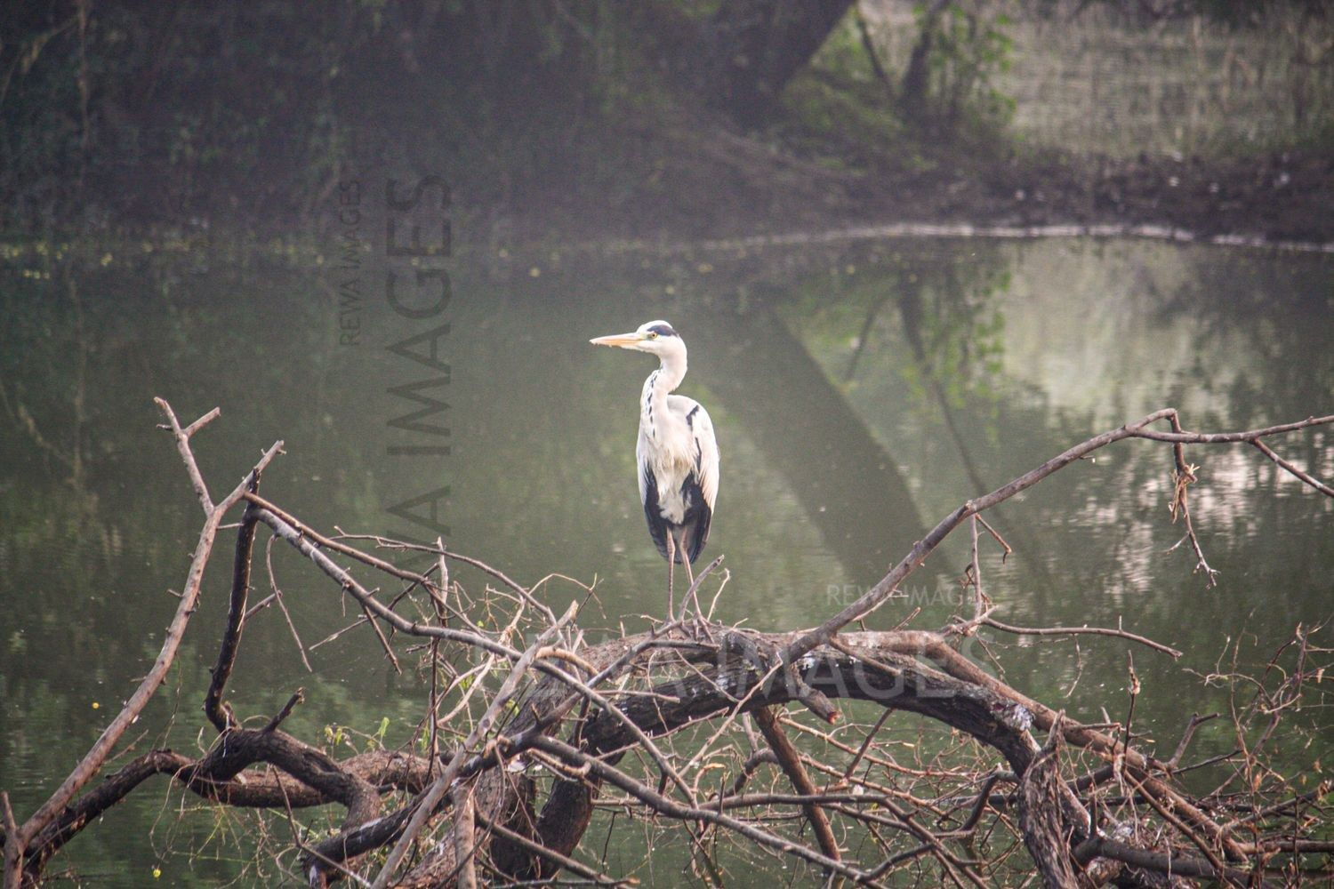 Painted Stork at Bharatpur