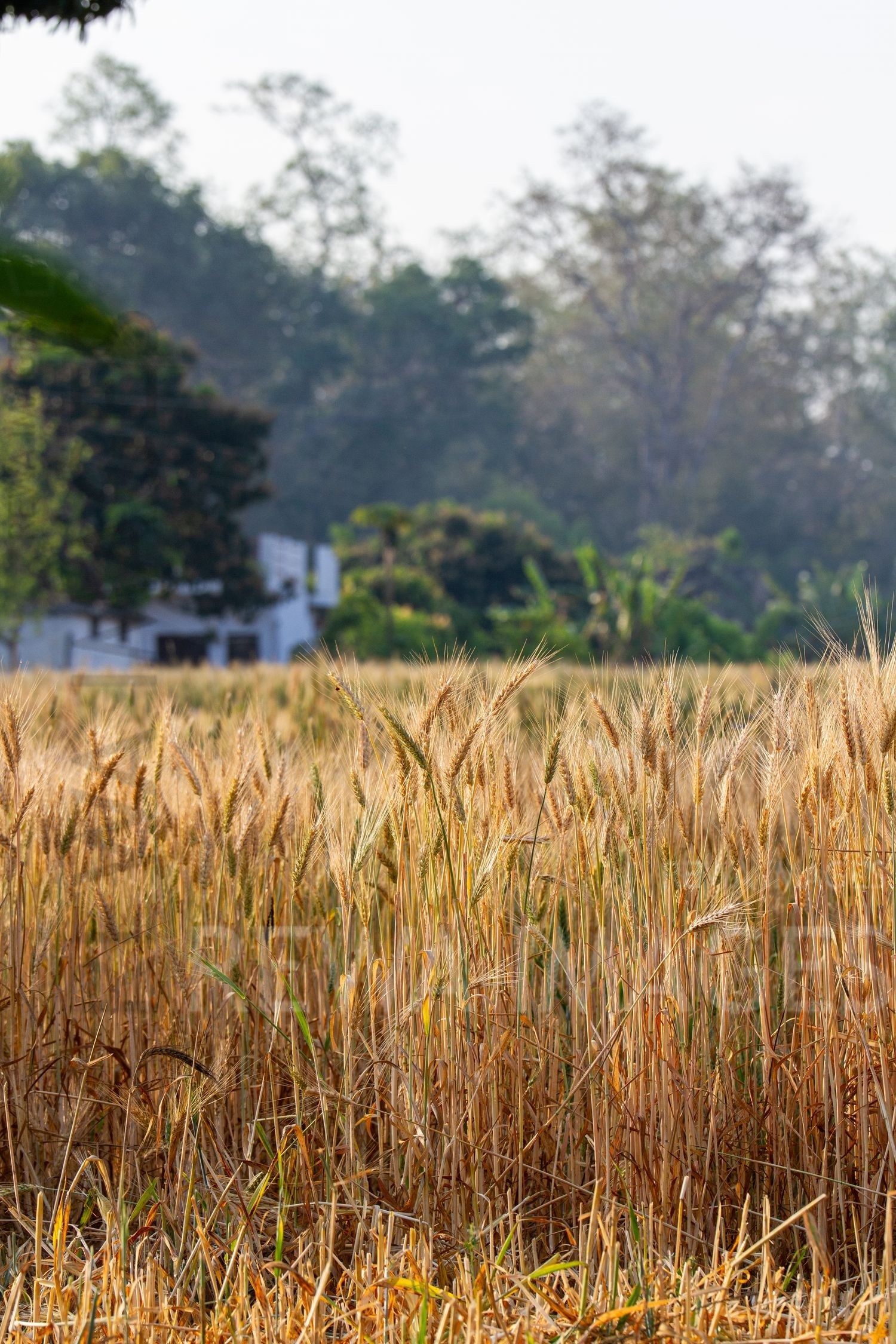 Paddy fields
