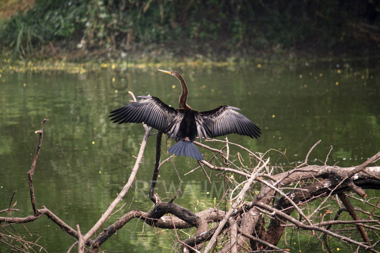 Oriental darter / Indian darter at Bharatpur