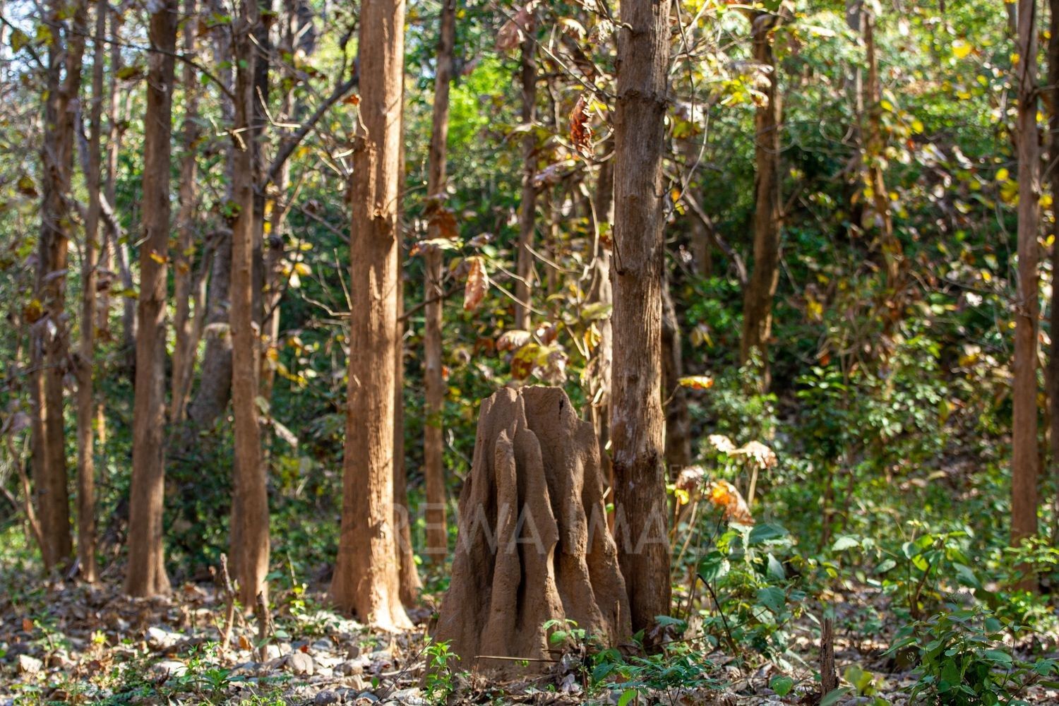 Forests in Uttarakhand