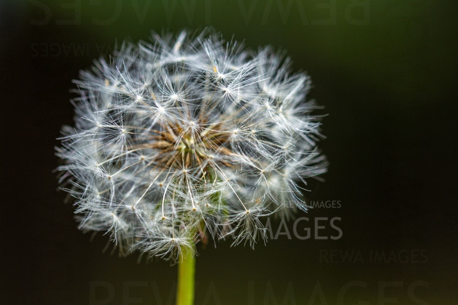 Withering Flowers