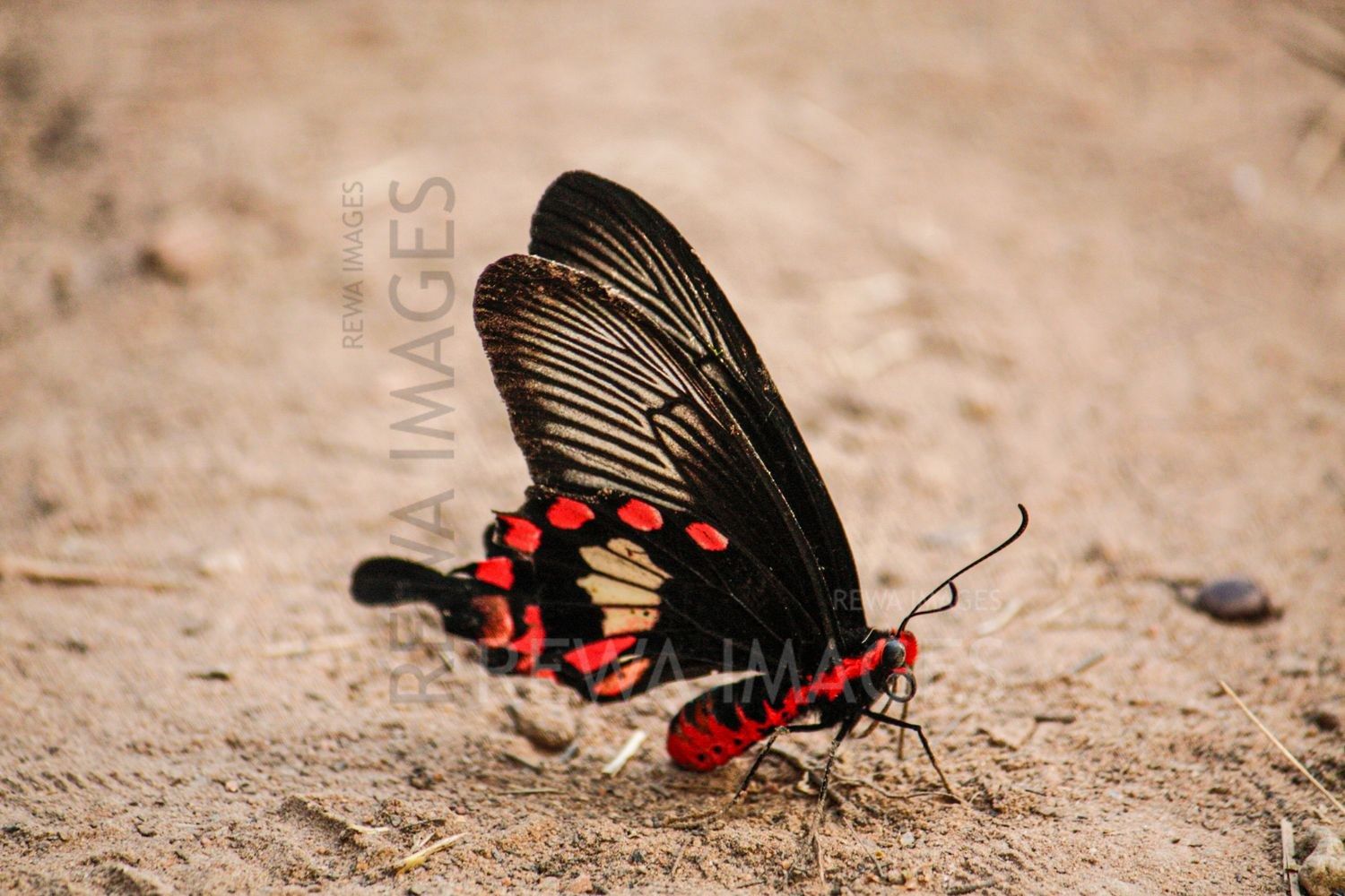 Pachliopta aristolochiae, the common rose at Bharatpur