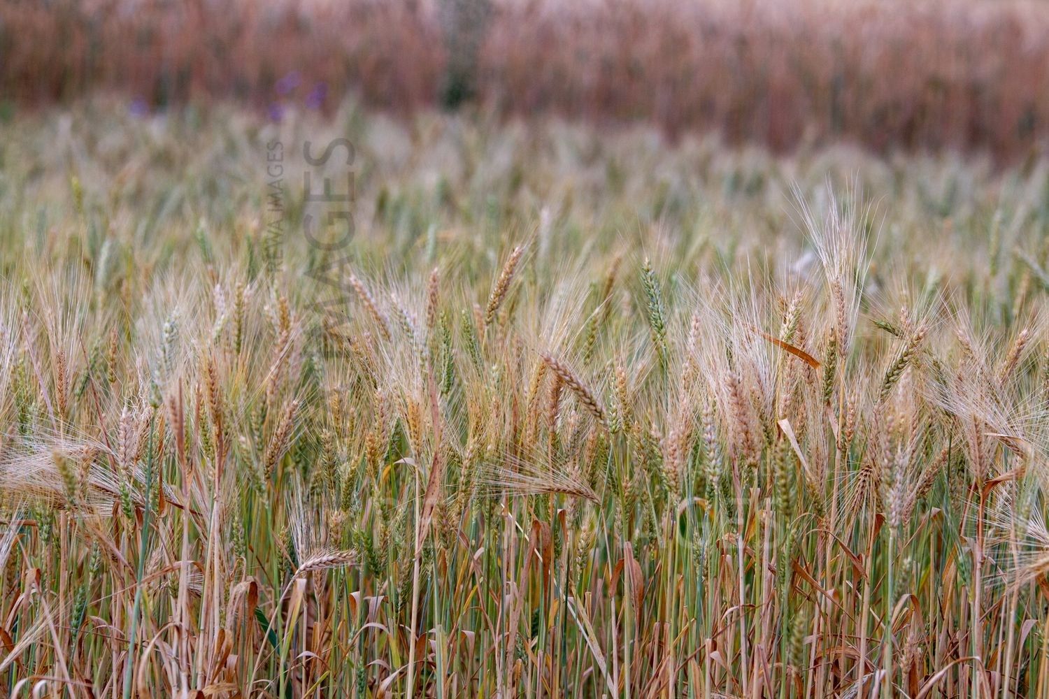 Paddy fields