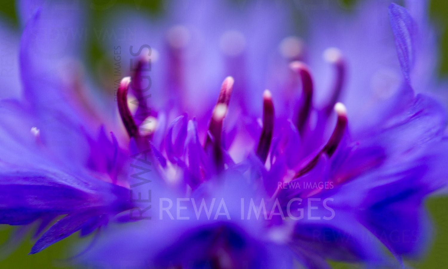 The magic of macro photography of flowers