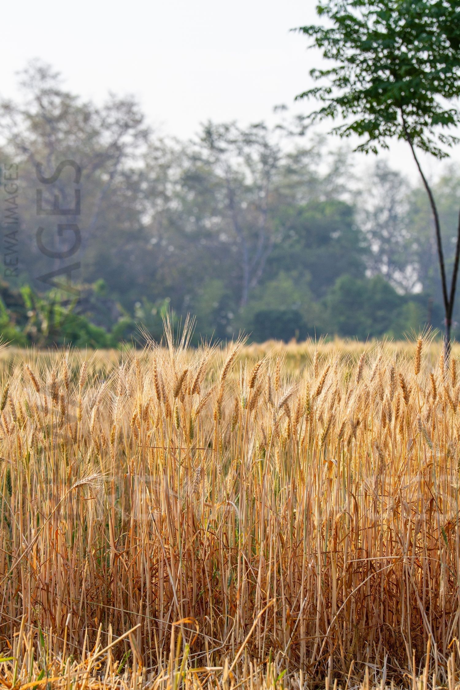 Paddy fields