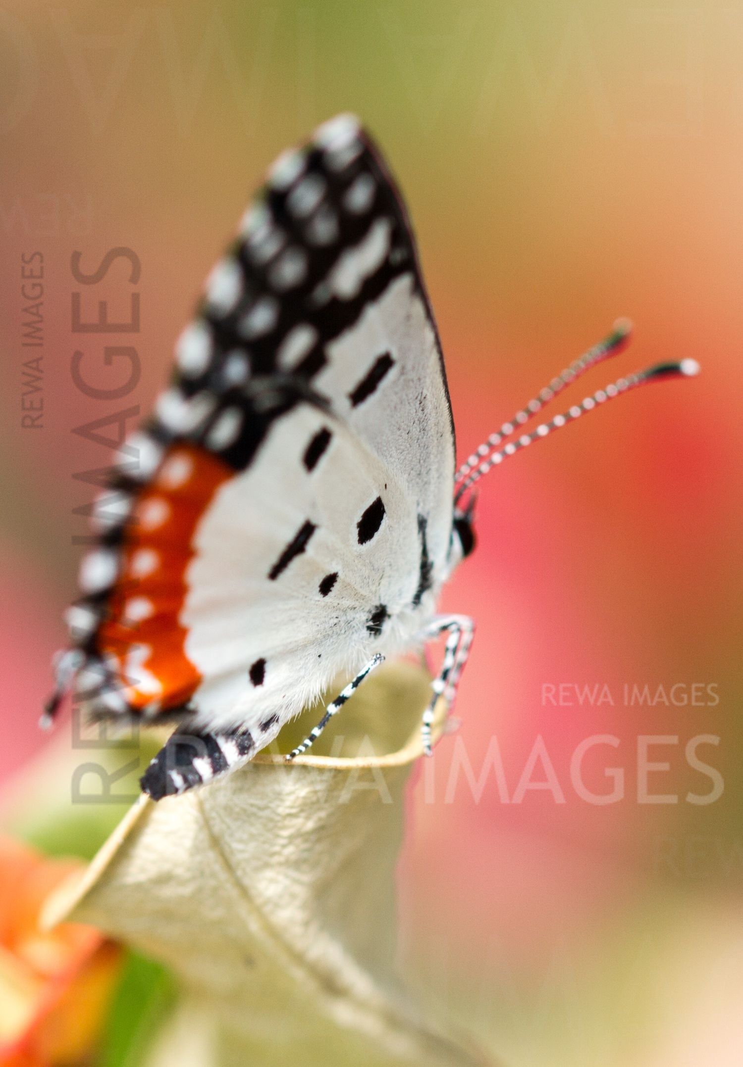 Red Pierrot butterfly