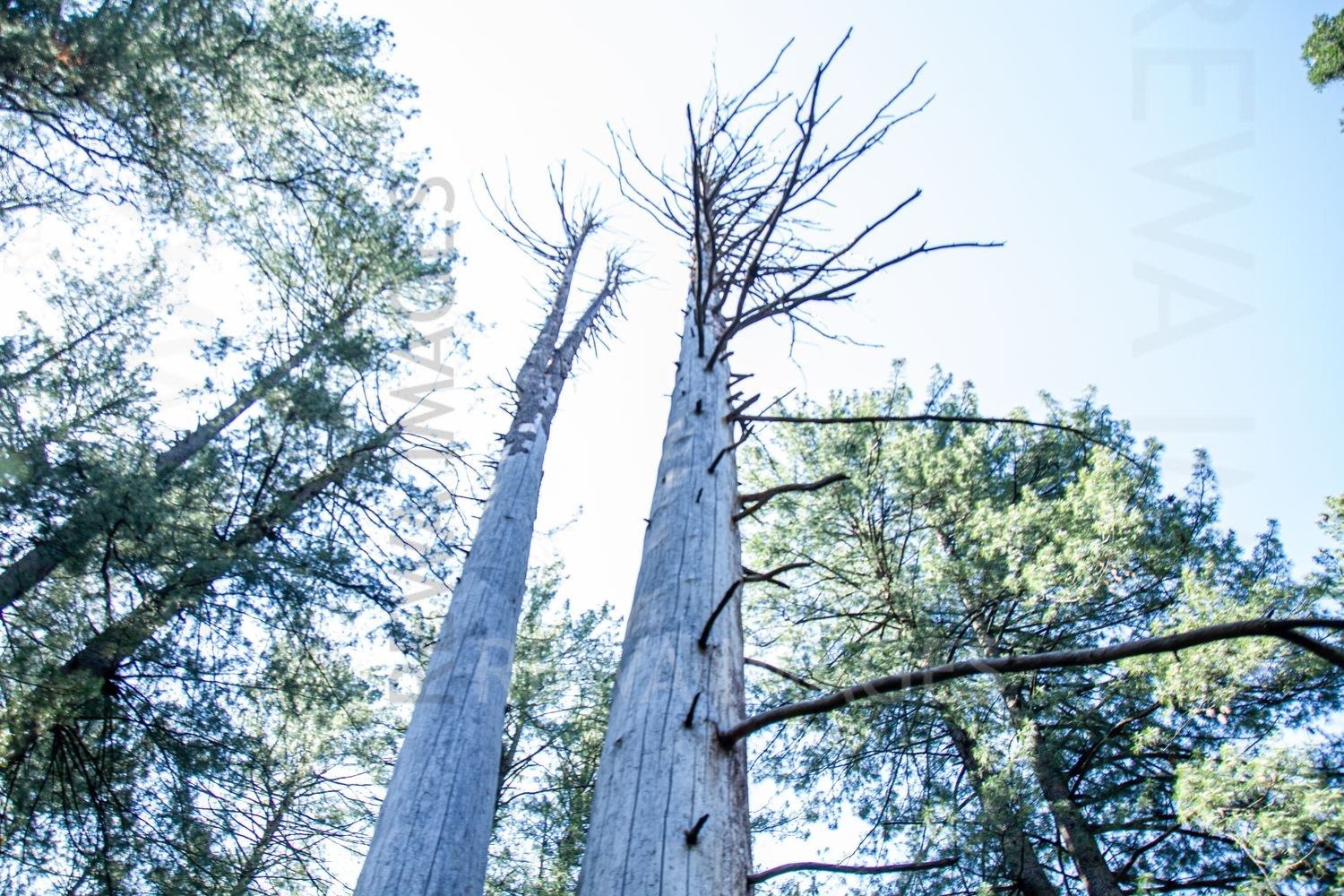 Pine Trees