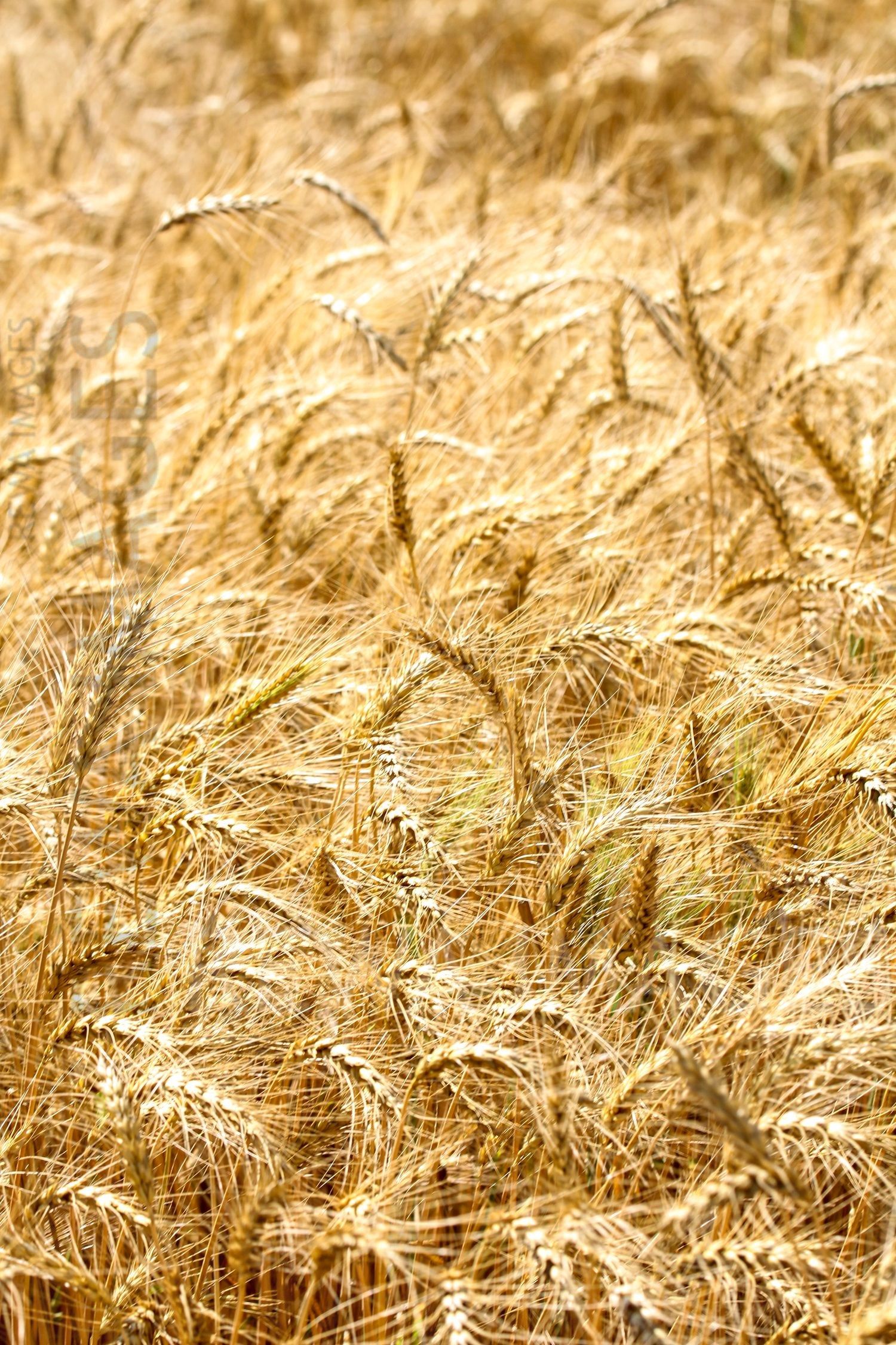 Paddy farms