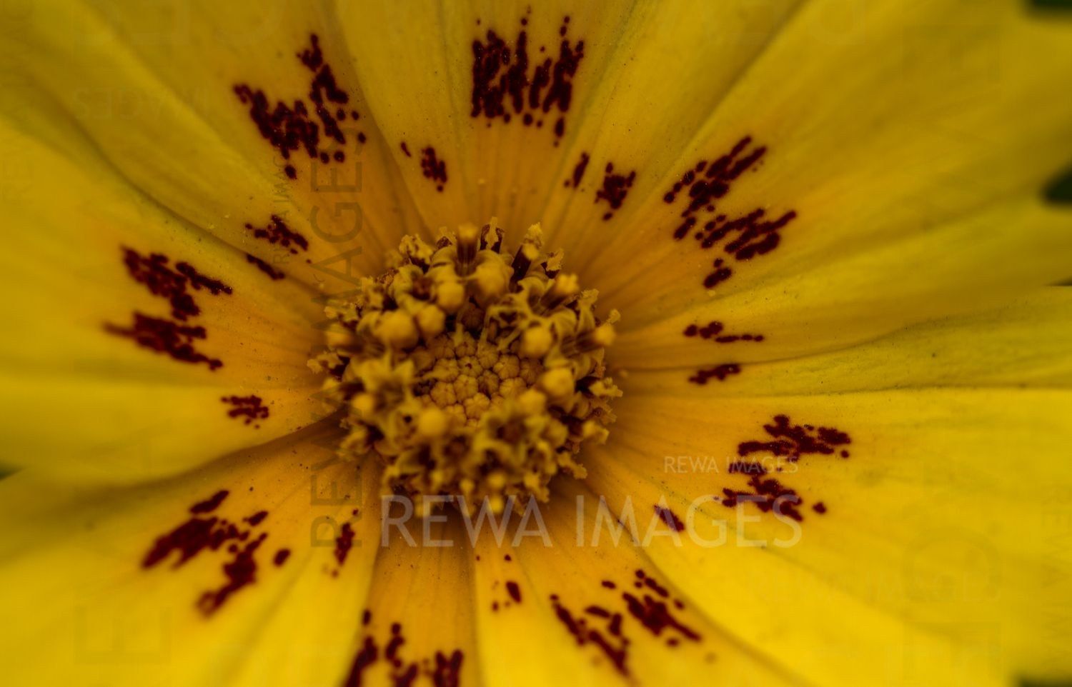 The magic of macro photography of flowers