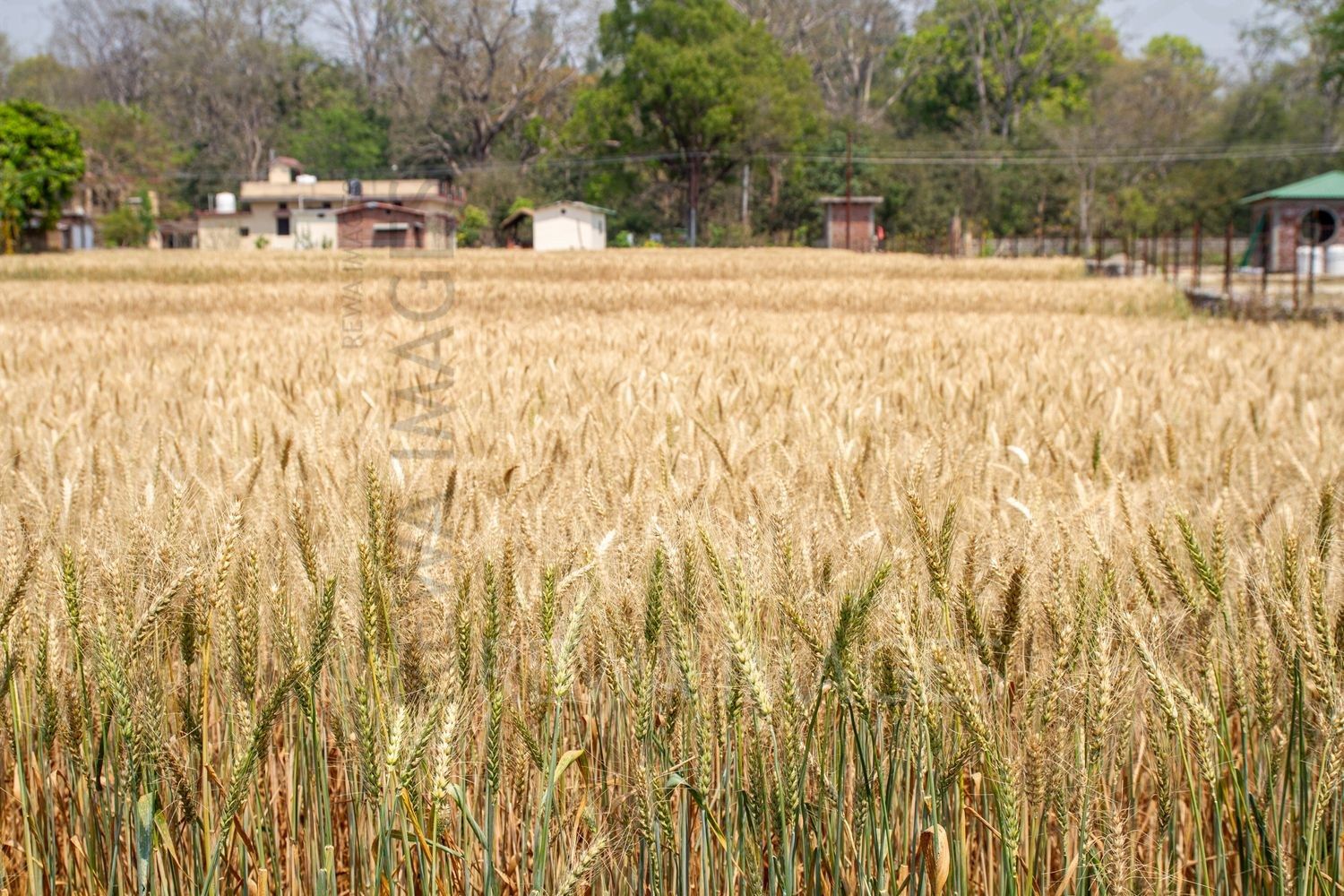 Paddy fields at Jim Corbett
