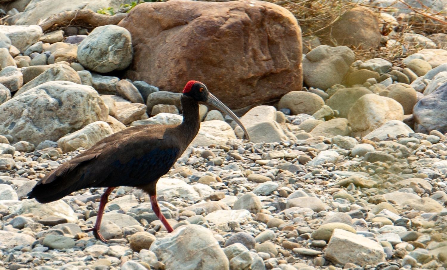 Red-naped Ibis