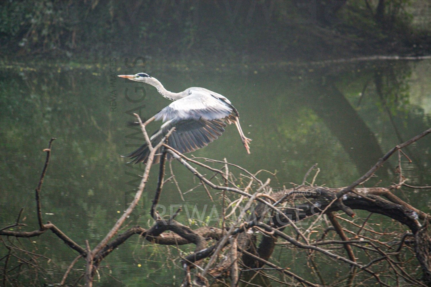Painted Stork at Bharatpur