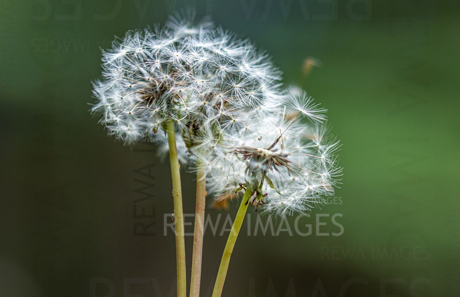 Withering Flowers