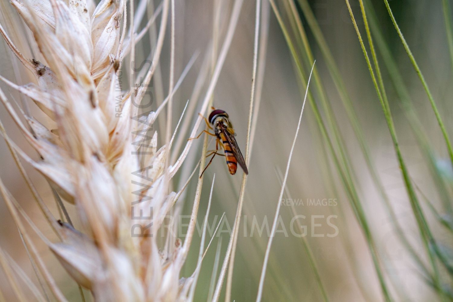 Paddy fields