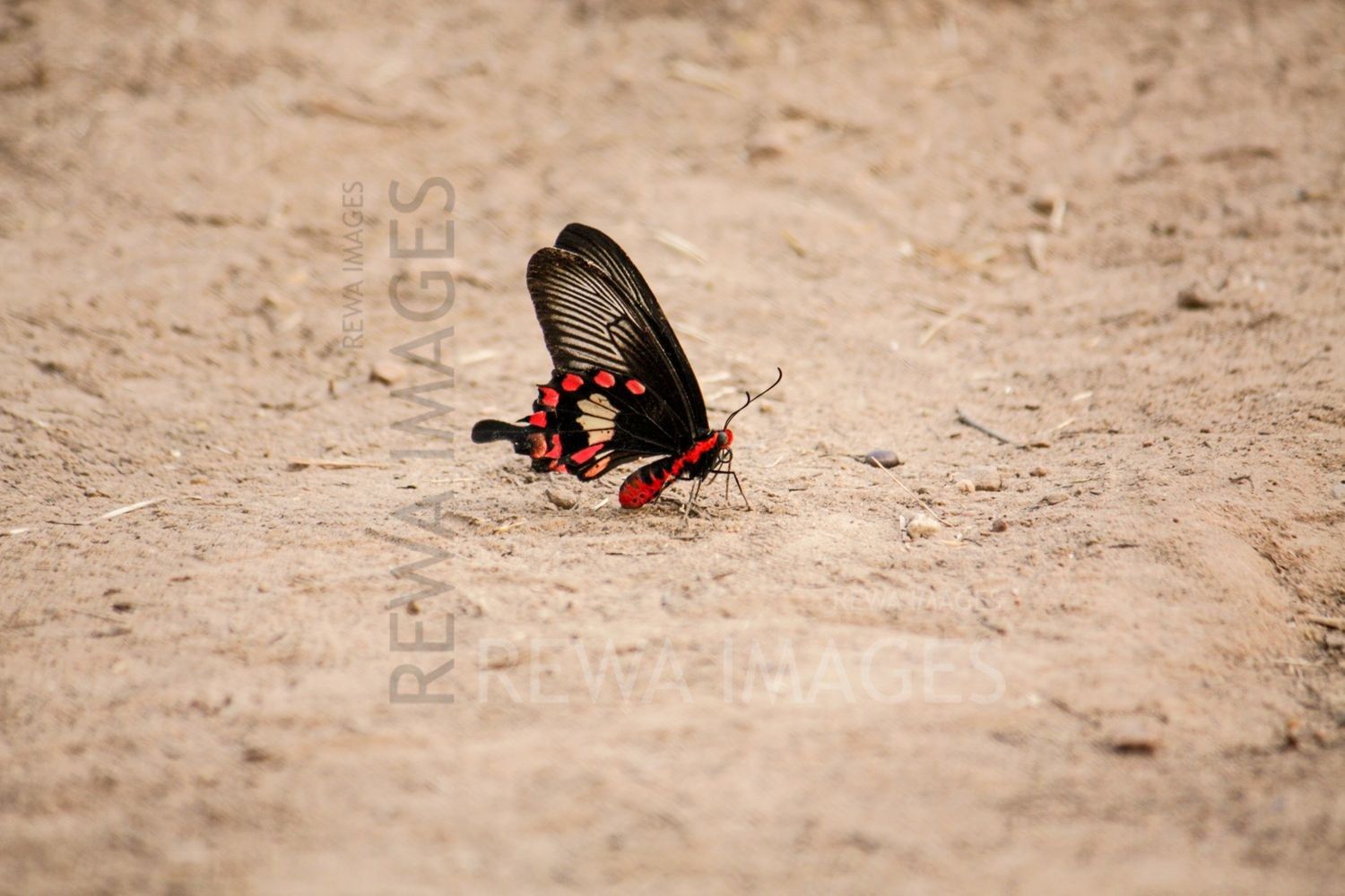 Pachliopta aristolochiae, the common rose at Bharatpur