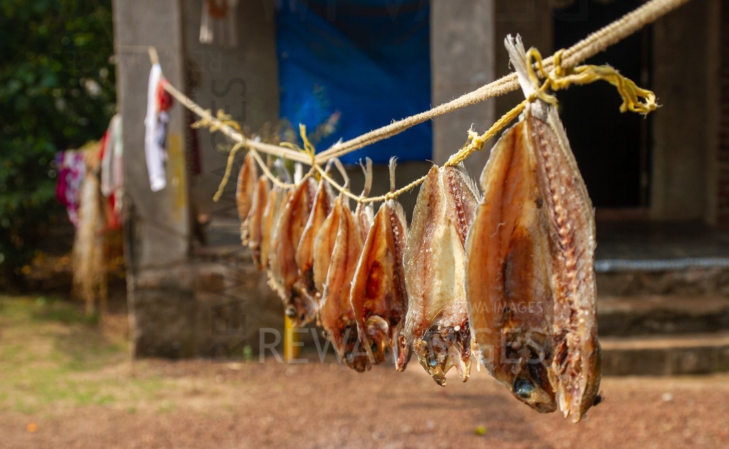 Dry fish