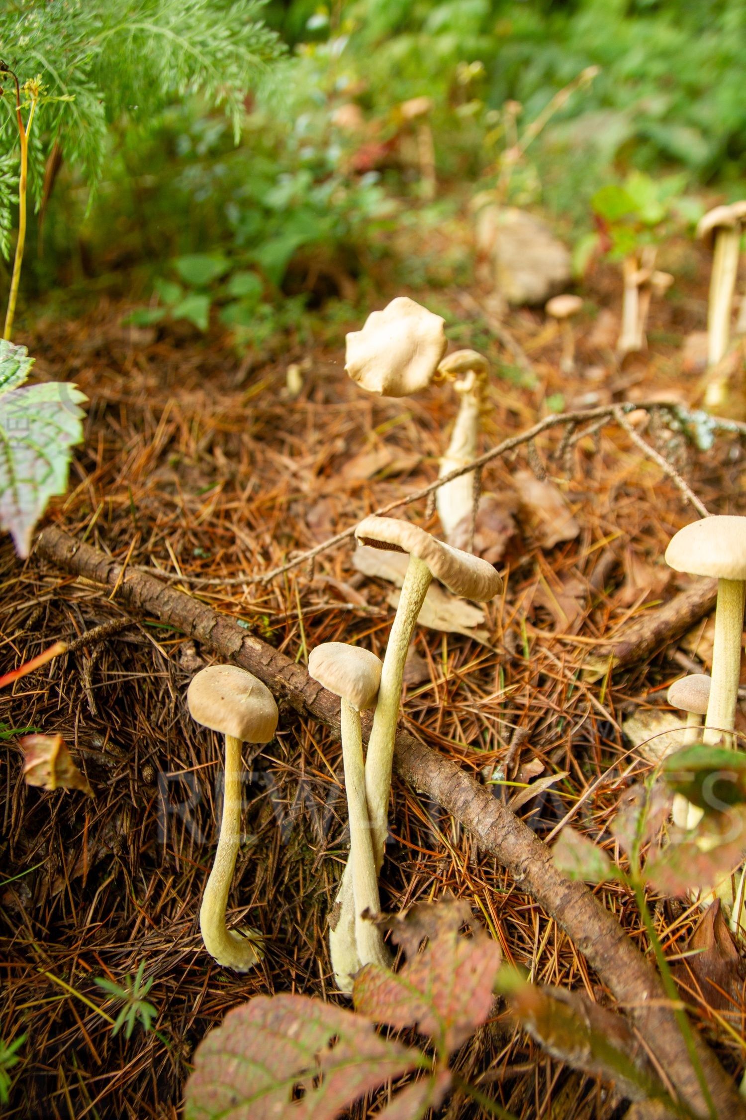 Wild Mushrooms
