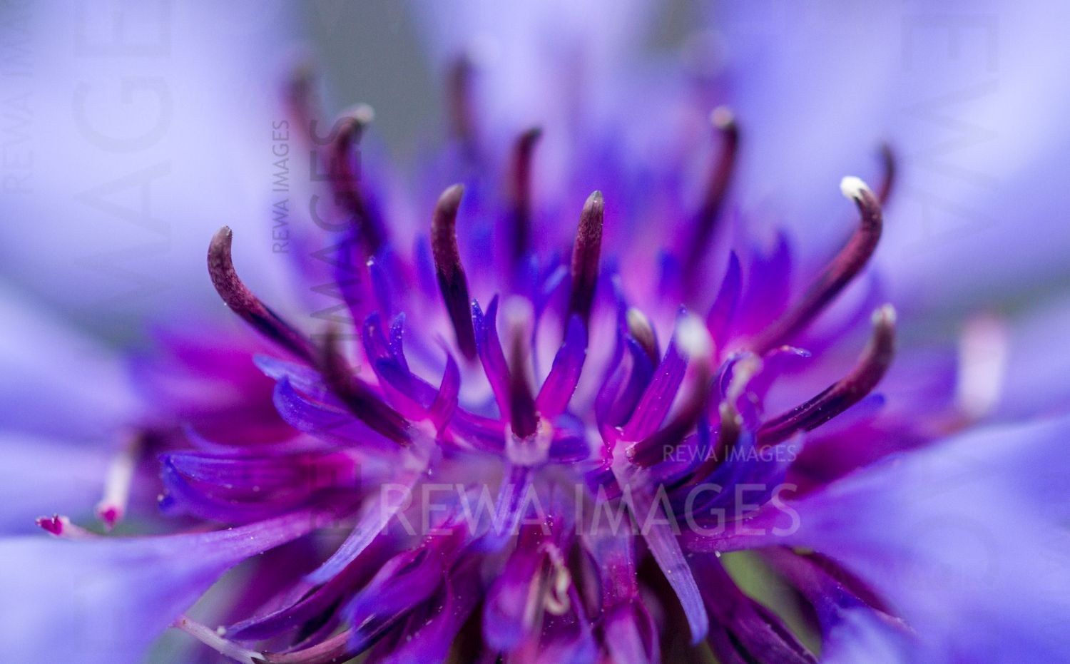 The magic of macro photography of flowers