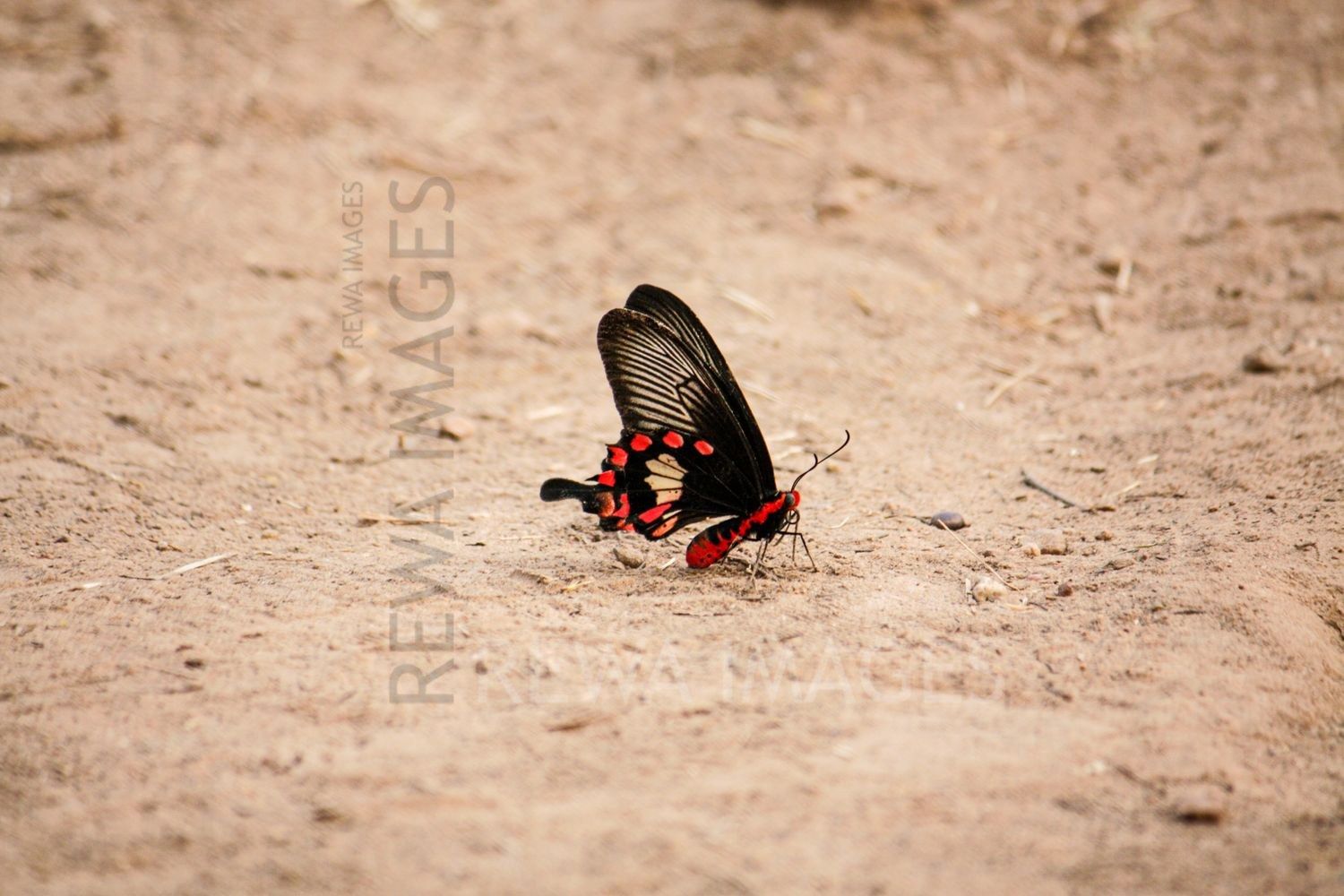 Pachliopta aristolochiae, the common rose at Bharatpur
