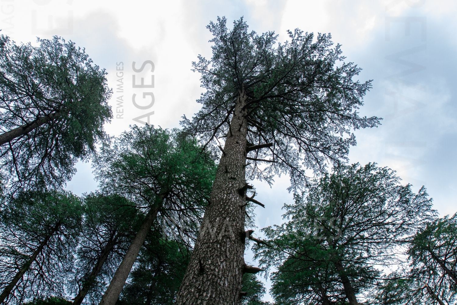Pine Trees