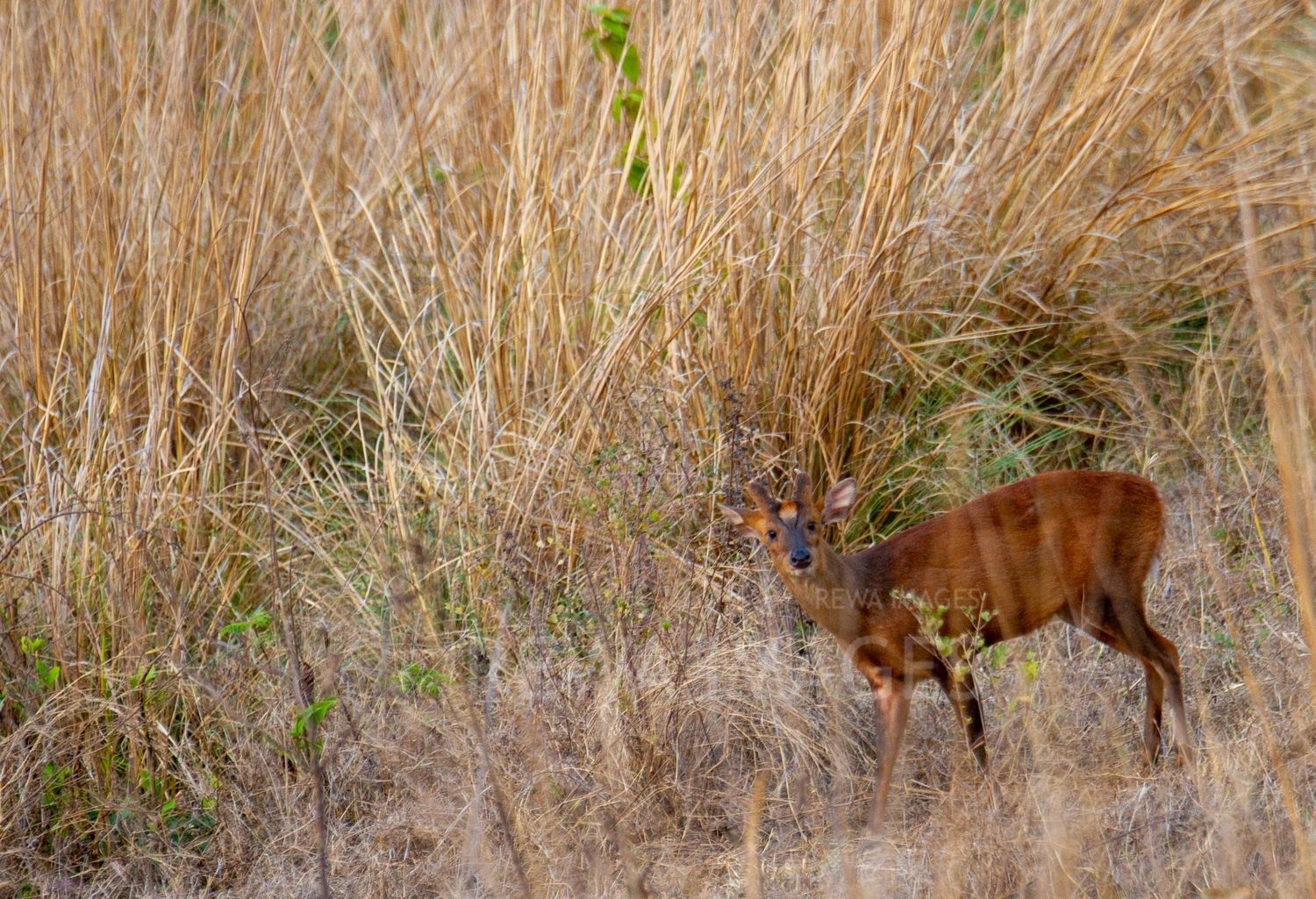 Barking deer