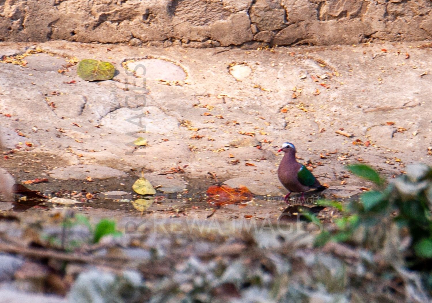 Common emerald dove