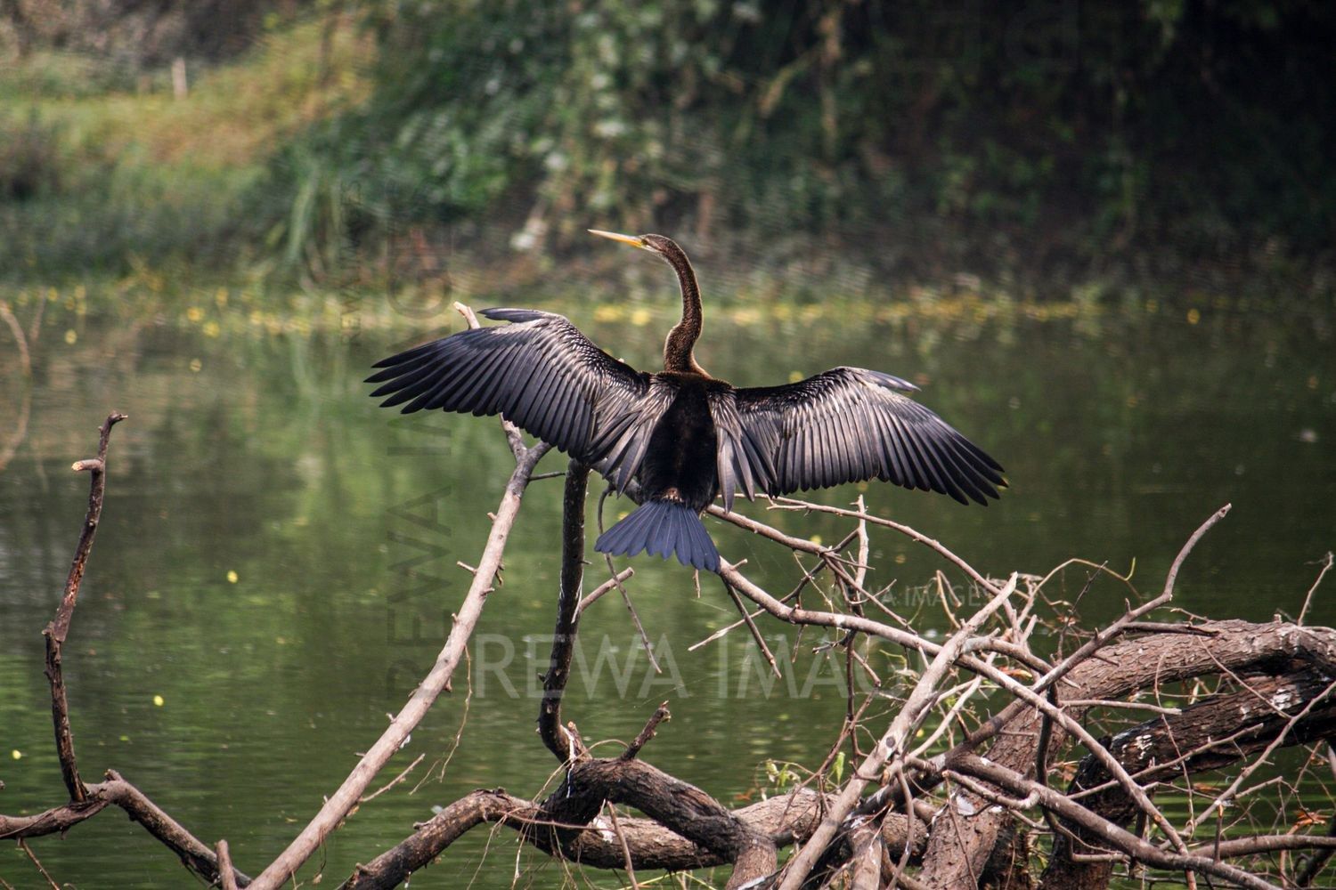 Oriental darter / Indian darter at Bharatpur