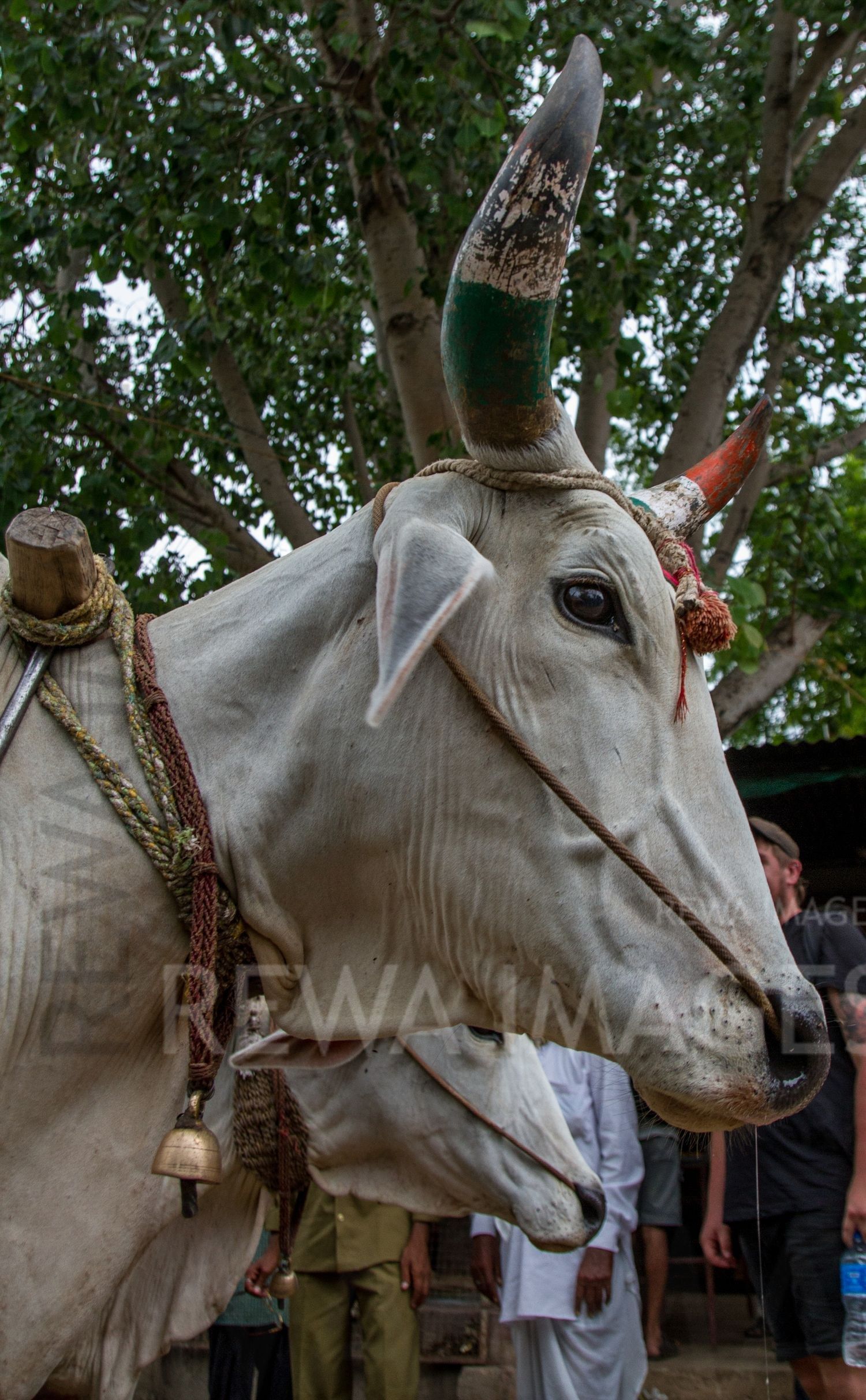 Cart-laden oxen