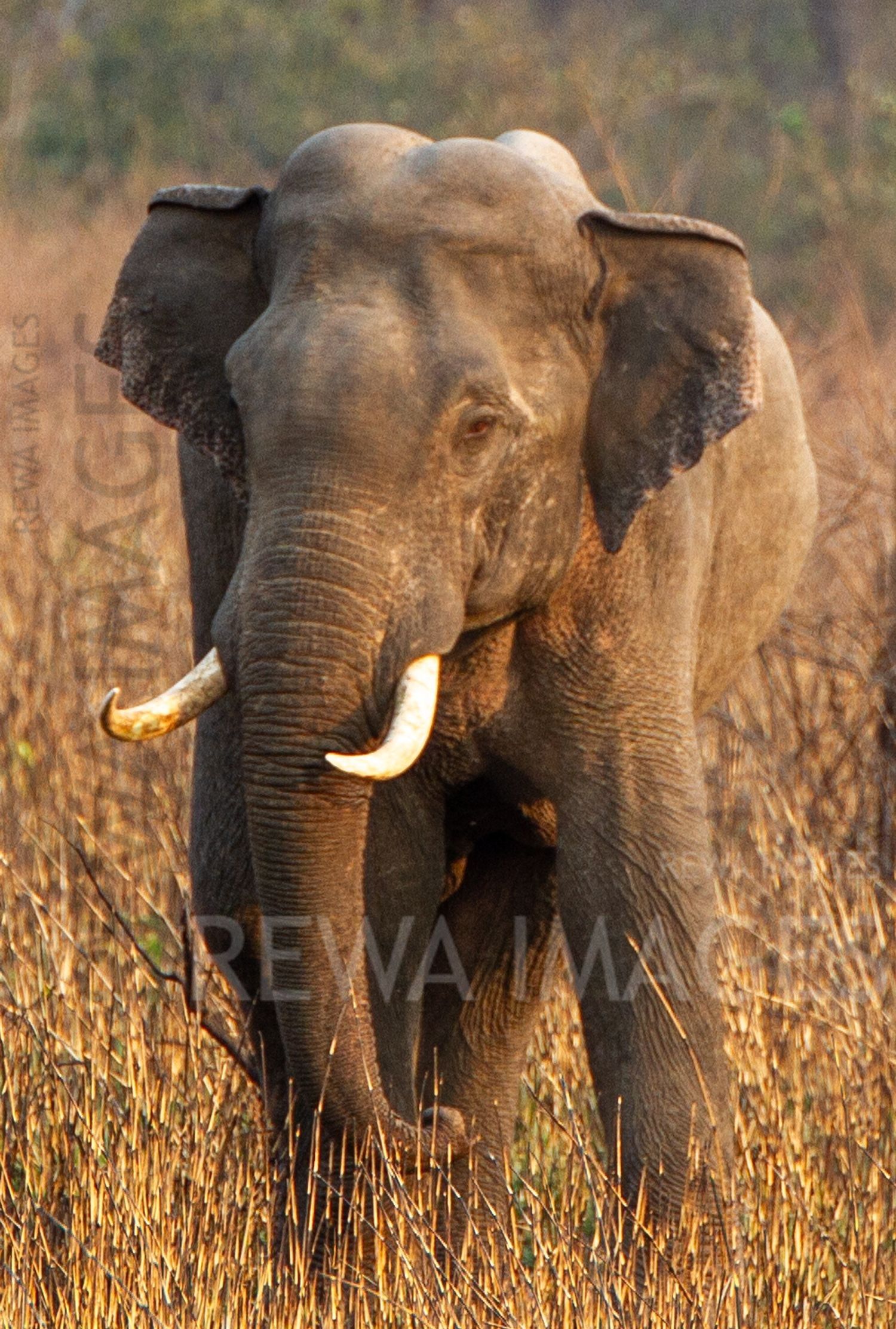 Indian elephant