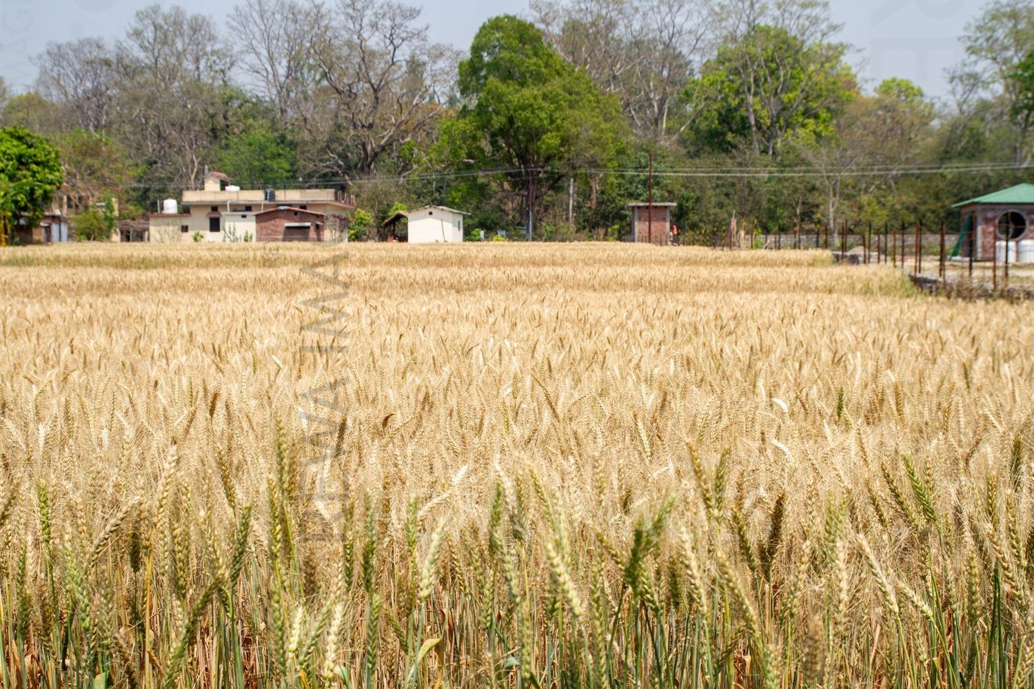 Paddy fields at Jim Corbett