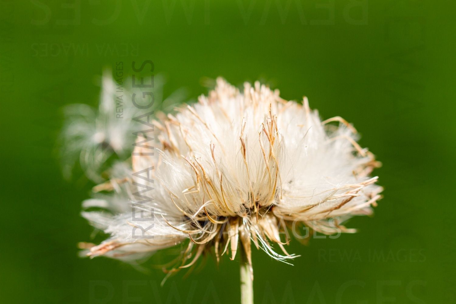 Macro photography