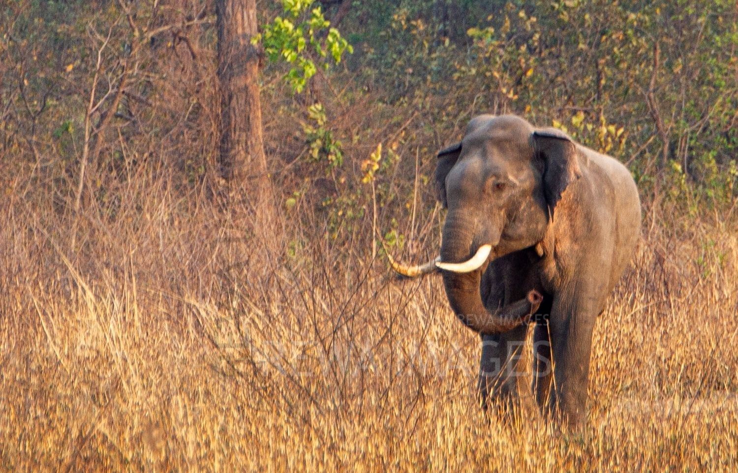 Indian elephant