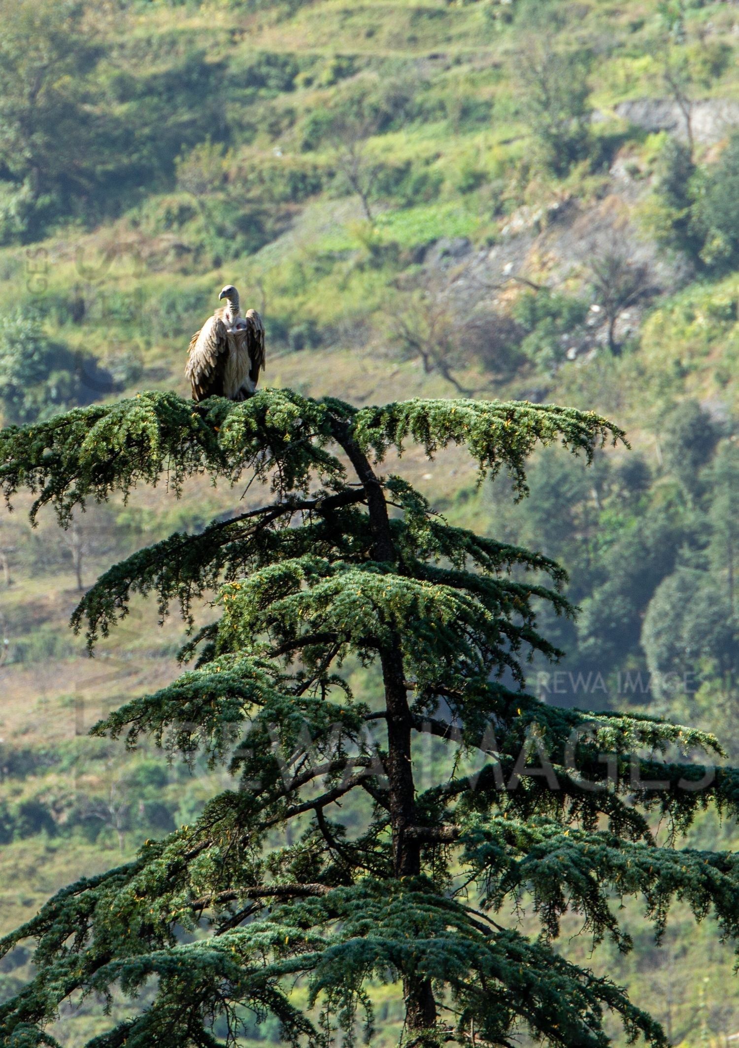 Himalayan Griffon Vulture