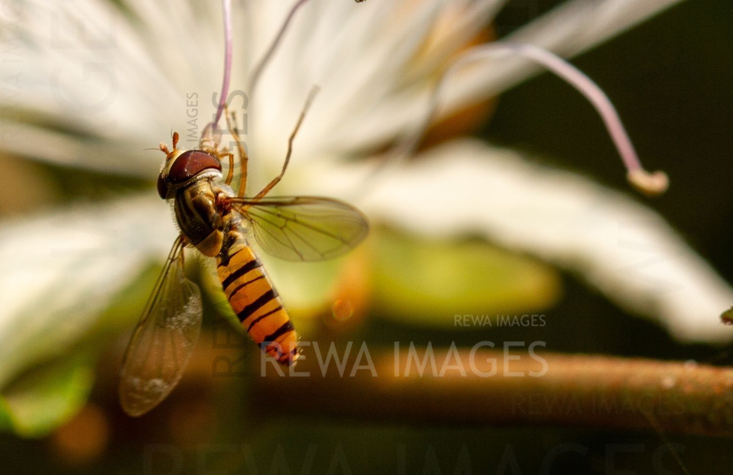 Fly on a caper flower