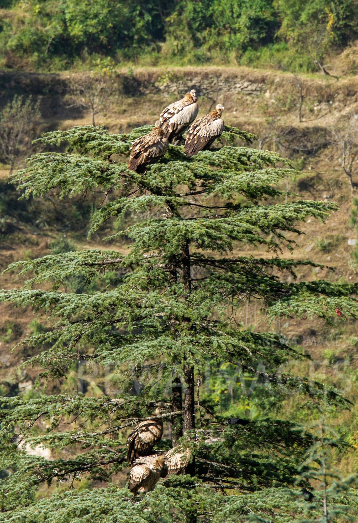 Himalayan Griffon Vulture
