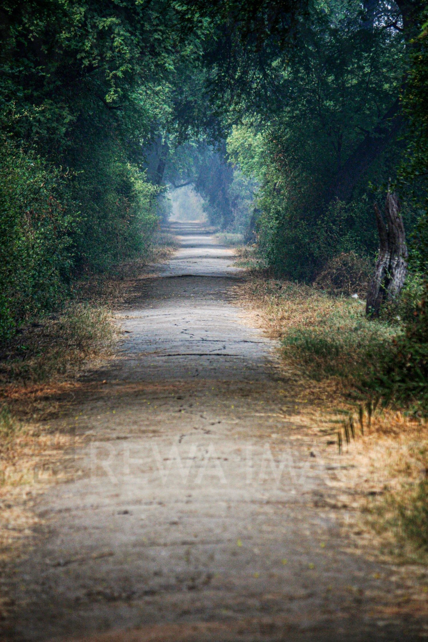 Forest path