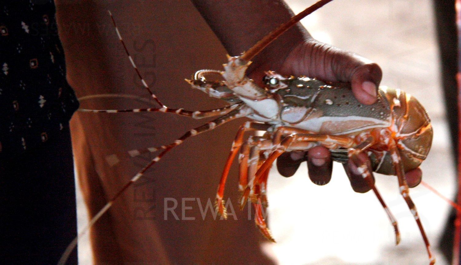 Lobsters in Kutch coast