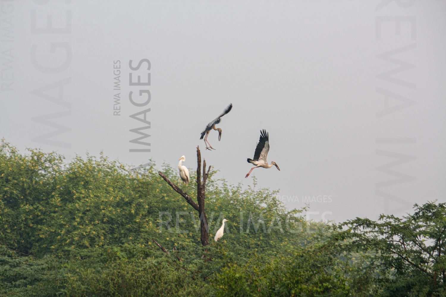 Painted Stork at Bharatpur