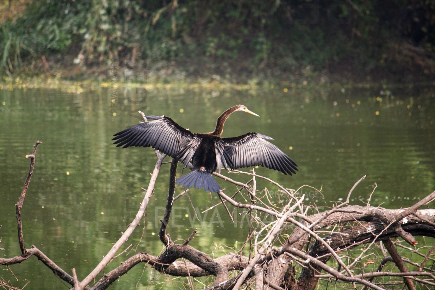 Oriental darter / Indian darter at Bharatpur