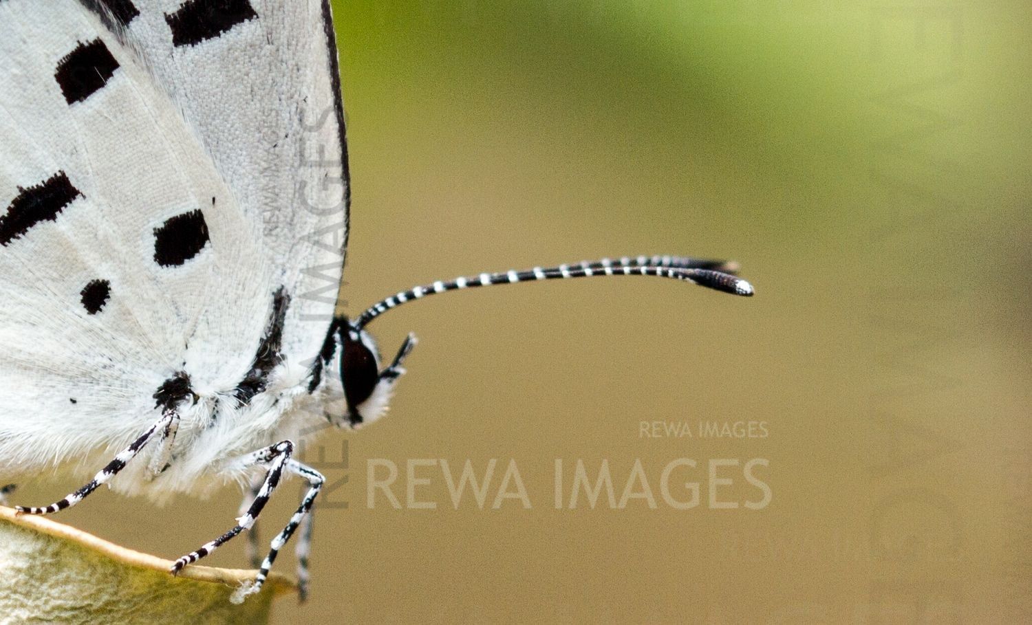 Red Pierrot butterfly