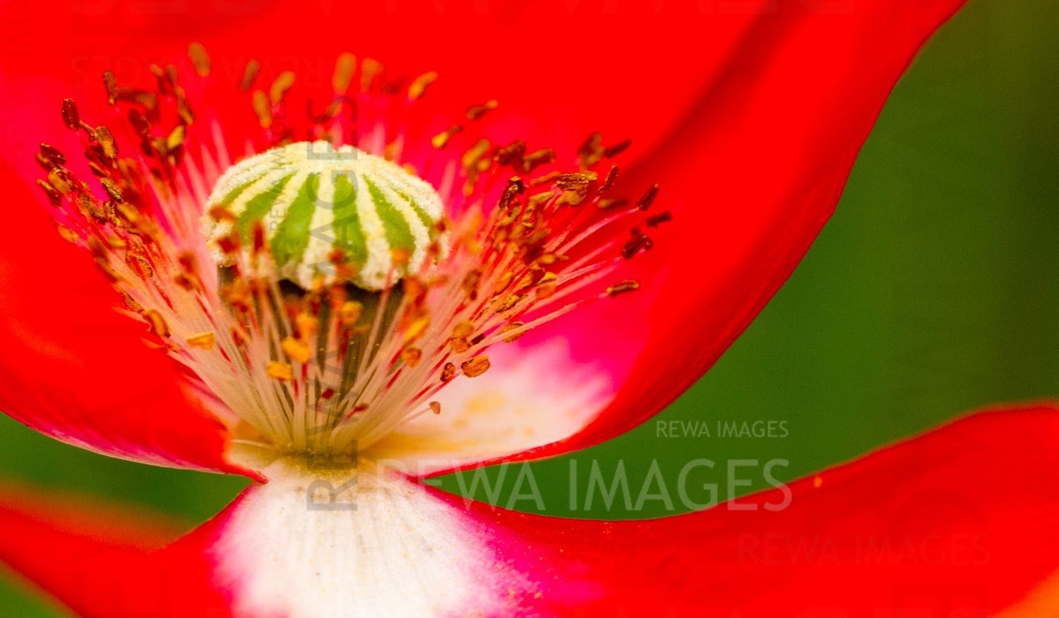 Macro image of flowers
