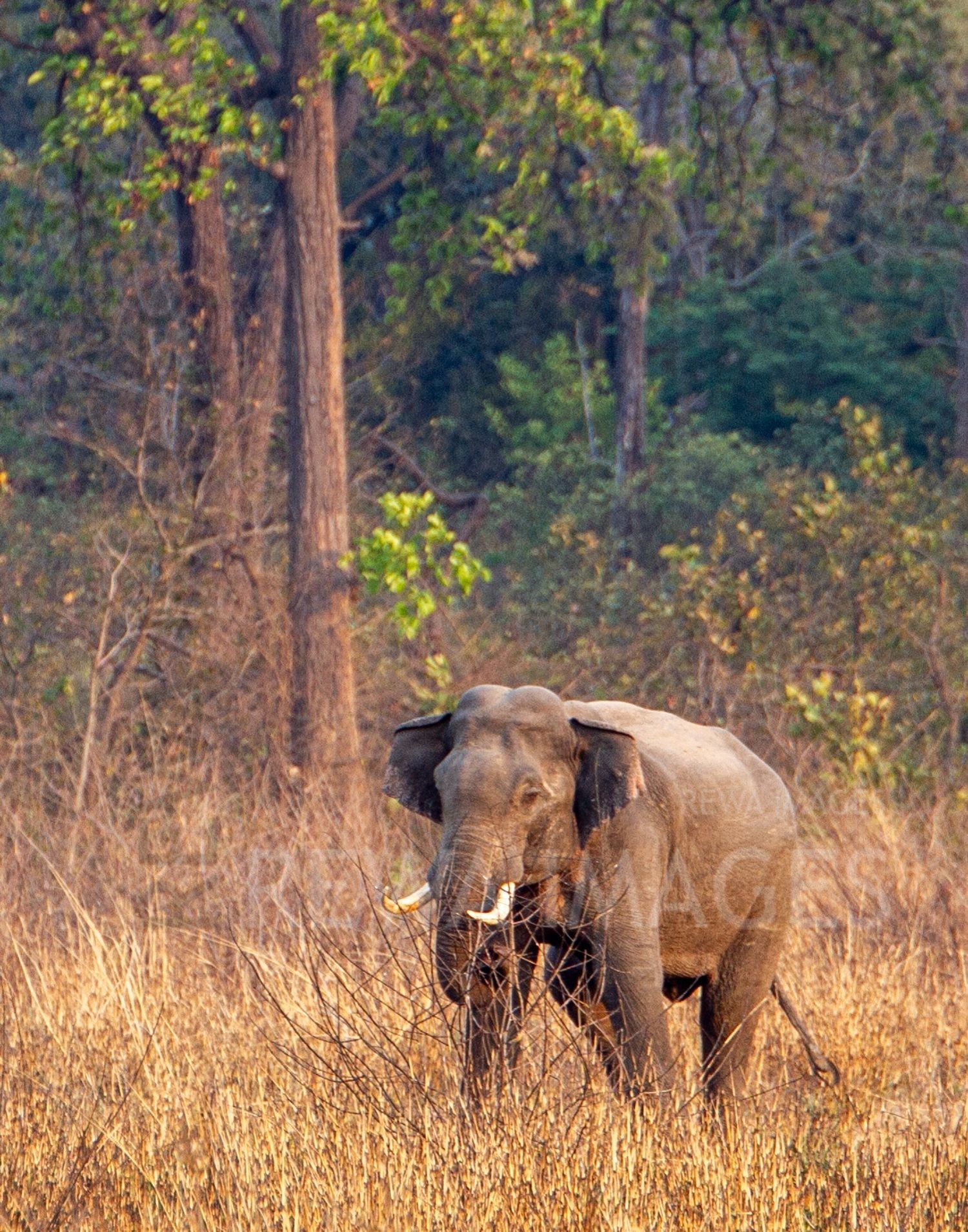 Indian elephant