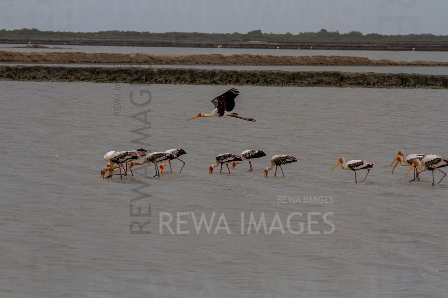 Painted Storks