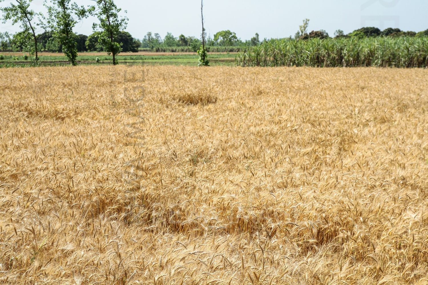 Paddy farms