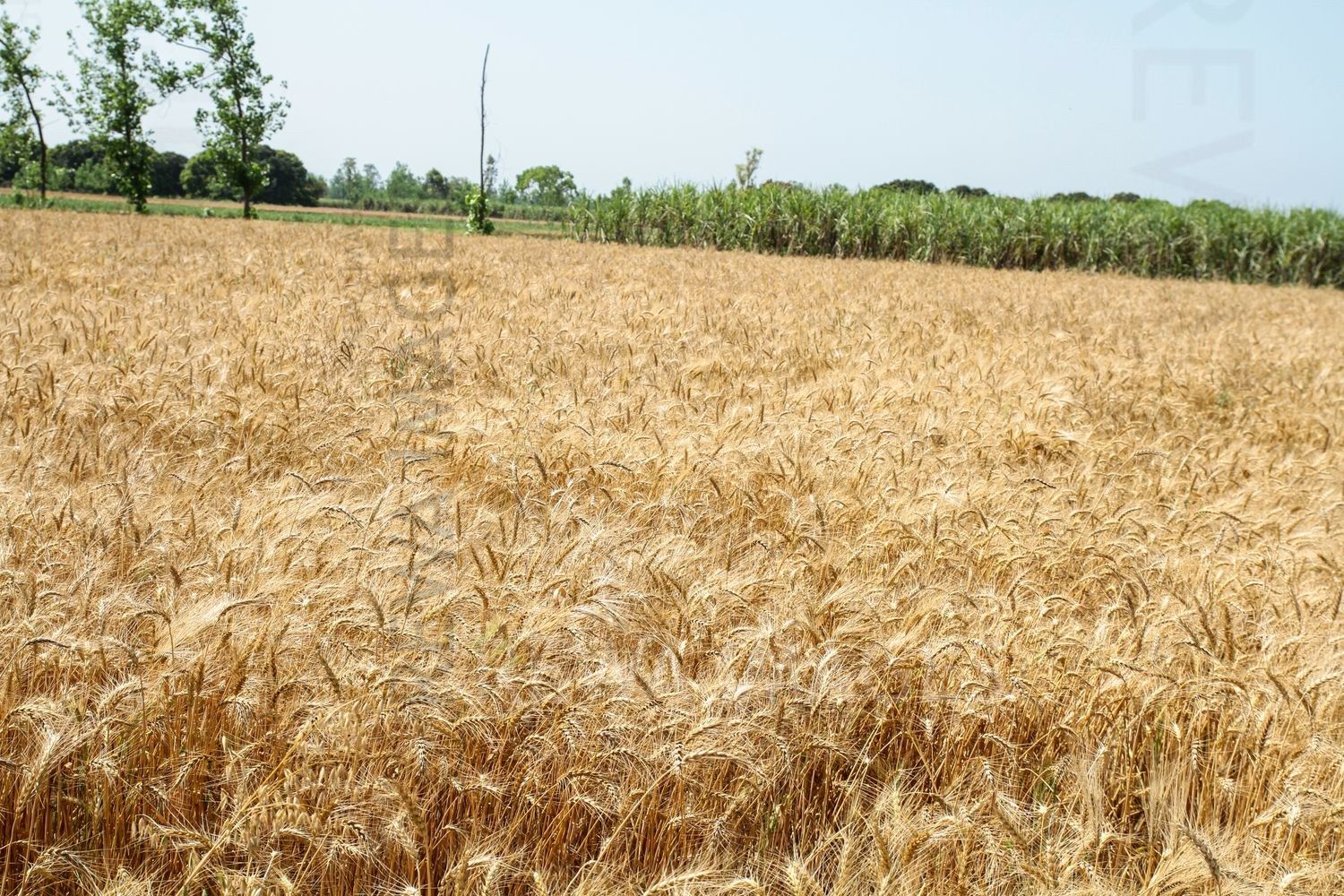 Paddy farms