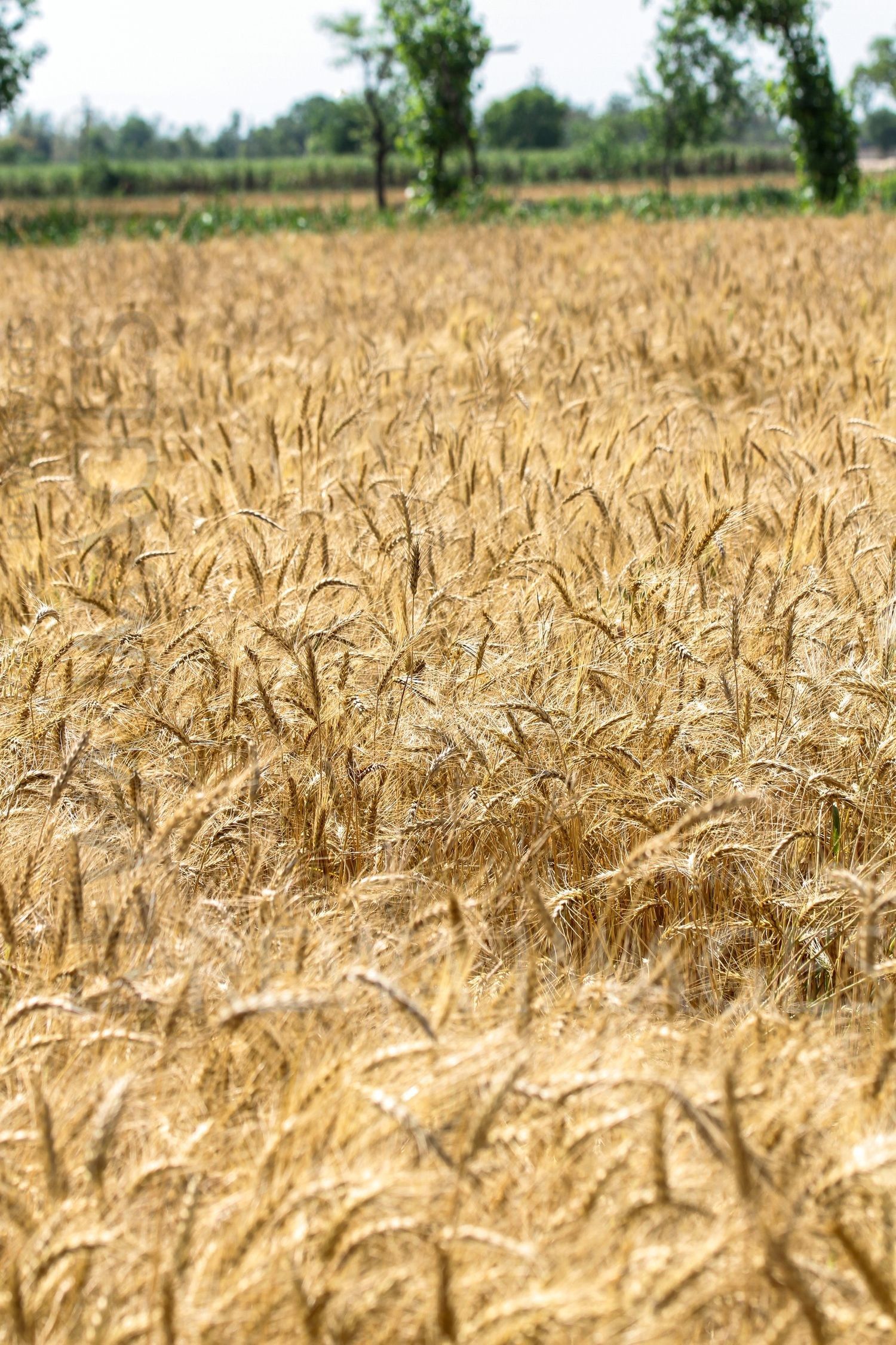 Paddy fields